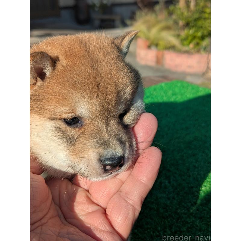 成約済の鹿児島県の豆柴-428460の4枚目