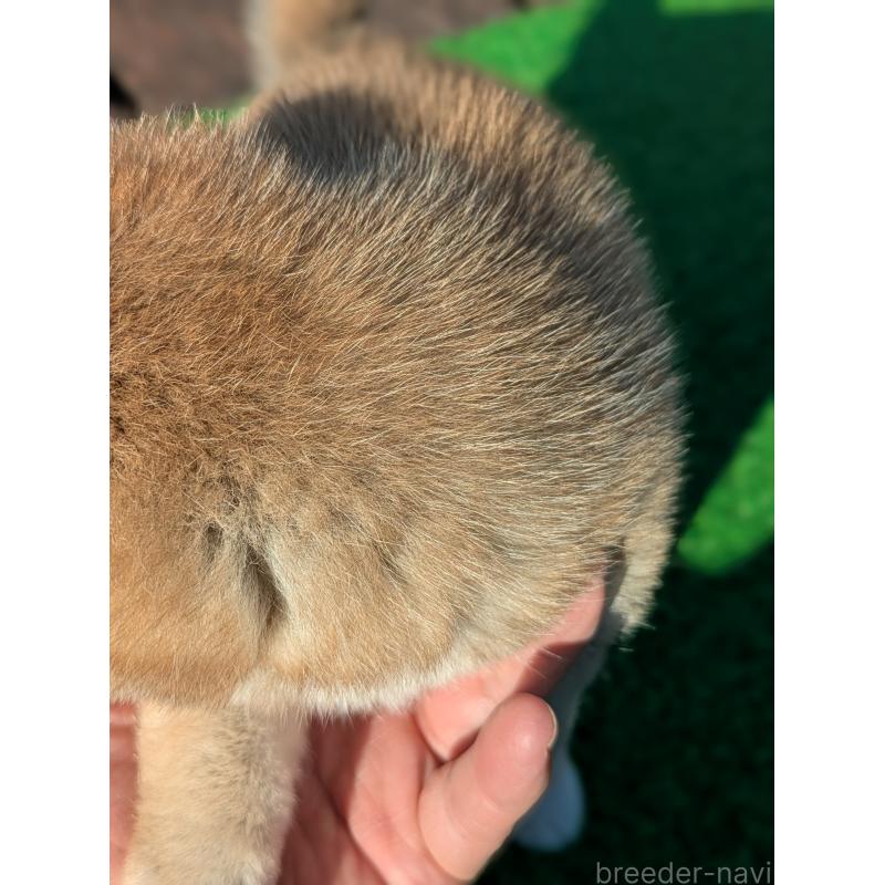 成約済の鹿児島県の豆柴-428460の2枚目