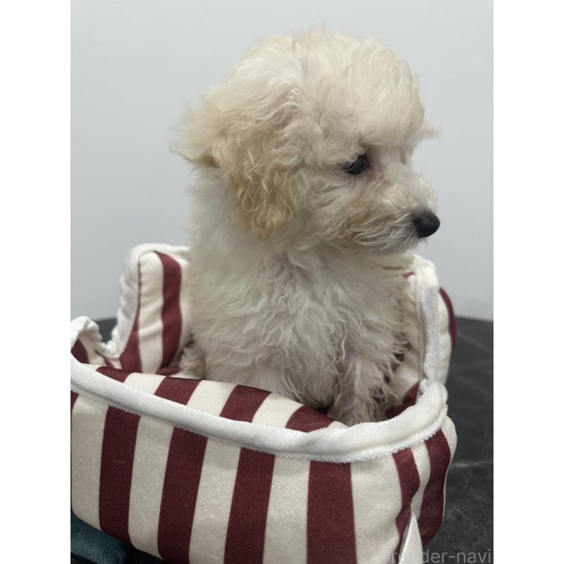 販売中の兵庫県のトイプードル-433620の5枚目