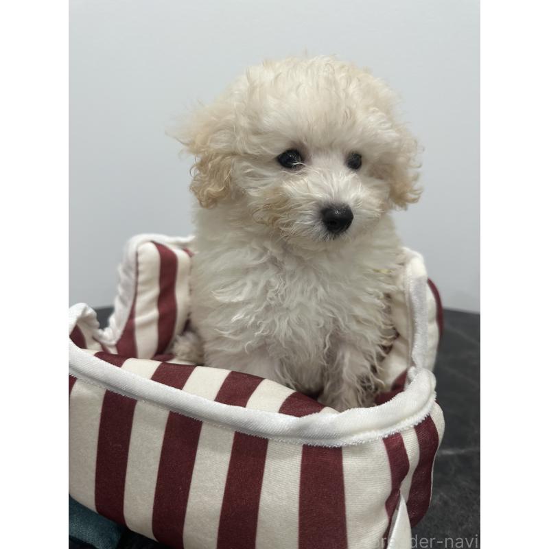 販売中の兵庫県のトイプードル-433620の4枚目