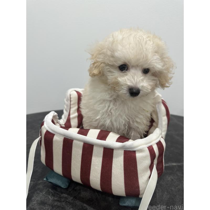 販売中の兵庫県のトイプードル-433620の3枚目