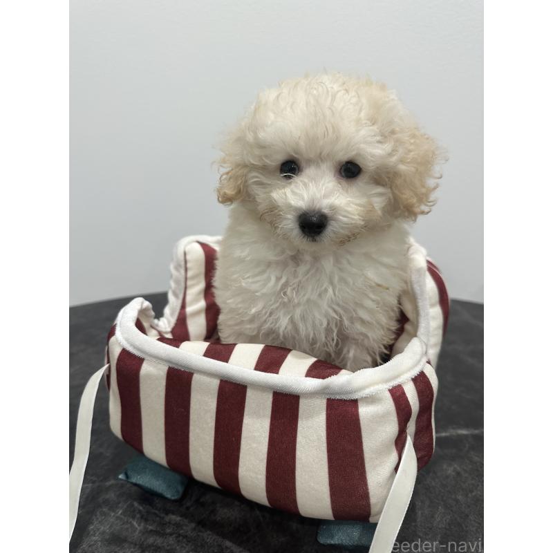 販売中の兵庫県のトイプードル-433620の2枚目