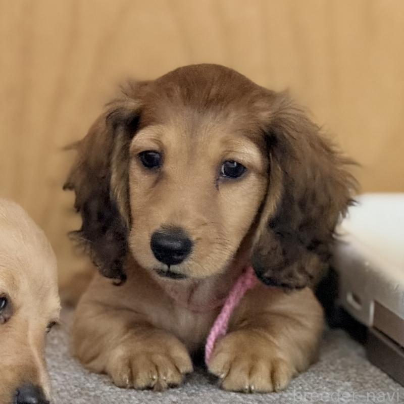 販売中の埼玉県のミニチュアダックスフンド(ロングヘアード)-433621の5枚目