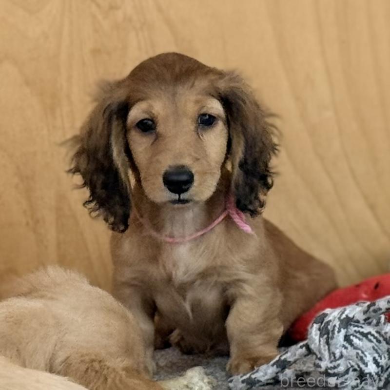 販売中の埼玉県のミニチュアダックスフンド(ロングヘアード)-433621の4枚目