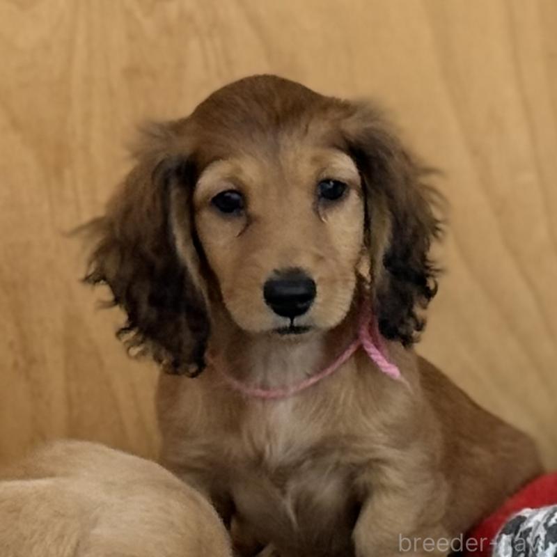 販売中の埼玉県のミニチュアダックスフンド(ロングヘアード)-433621の3枚目