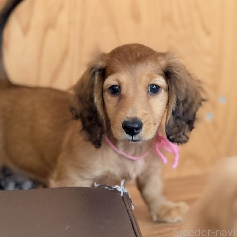 販売中の埼玉県のミニチュアダックスフンド(ロングヘアード)-433621の2枚目