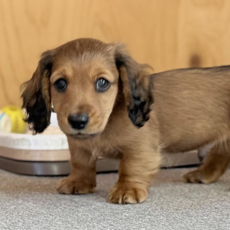 販売中の埼玉県のミニチュアダックスフンド(ロングヘアード)-433623の7枚目