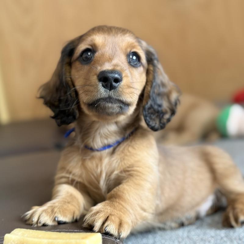 販売中の埼玉県のミニチュアダックスフンド(ロングヘアード)-433623の6枚目