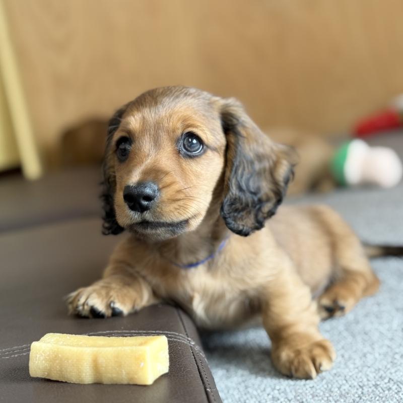 販売中の埼玉県のミニチュアダックスフンド(ロングヘアード)-433623の5枚目