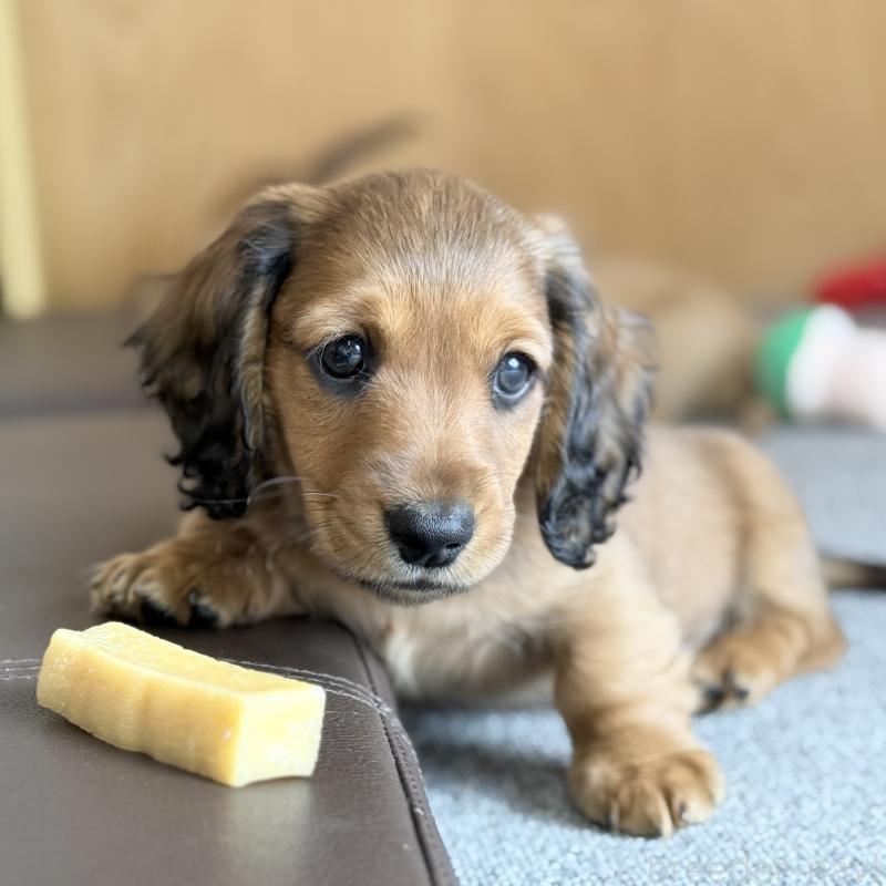 販売中の埼玉県のミニチュアダックスフンド(ロングヘアード)-433623の4枚目