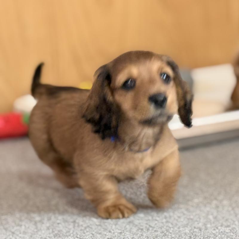 販売中の埼玉県のミニチュアダックスフンド(ロングヘアード)-433623