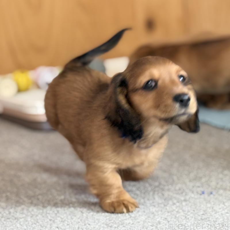 販売中の埼玉県のミニチュアダックスフンド(ロングヘアード)-433623の3枚目