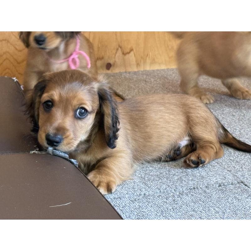 販売中の埼玉県のミニチュアダックスフンド(ロングヘアード)-433623の2枚目