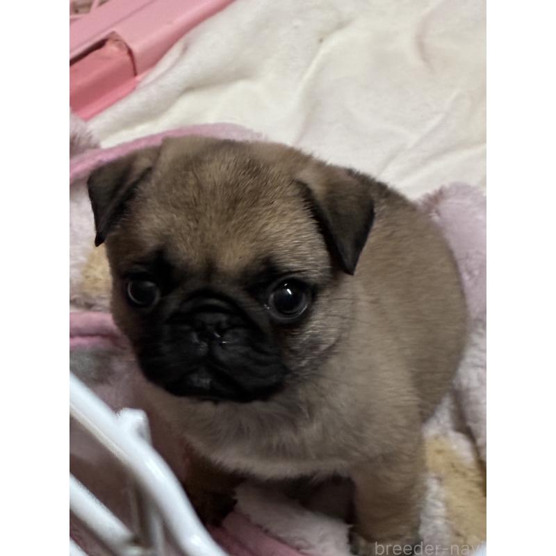 販売中の千葉県のパグ-433624の4枚目