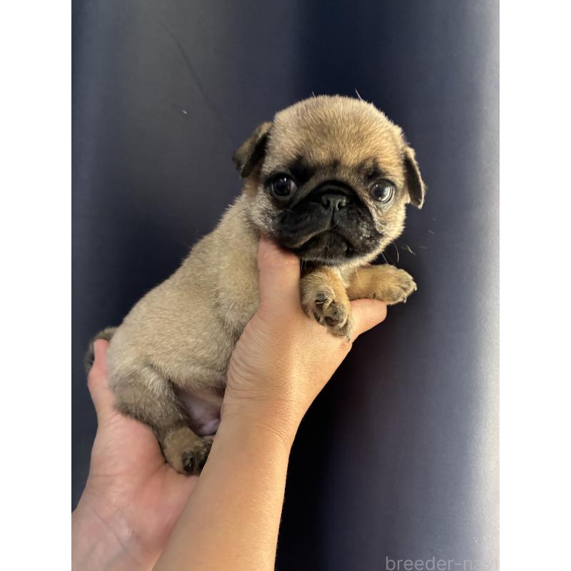 販売中の千葉県のパグ-433624の2枚目