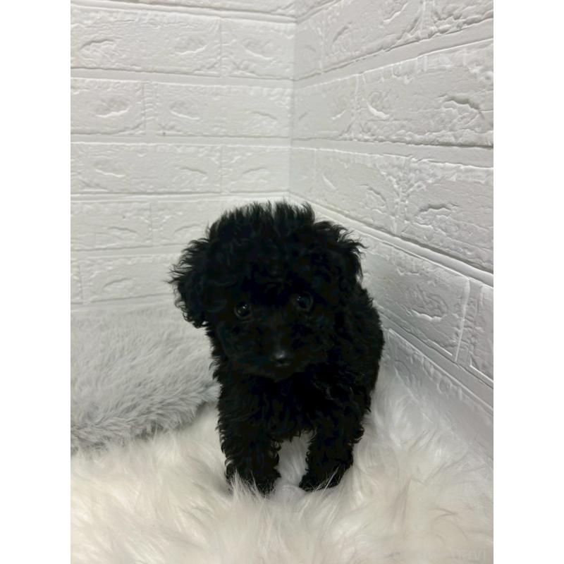 販売中の岡山県のタイニープードル-433625の11枚目