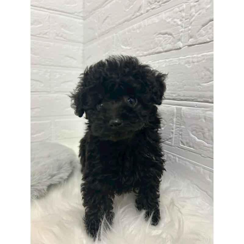 販売中の岡山県のタイニープードル-433625の9枚目