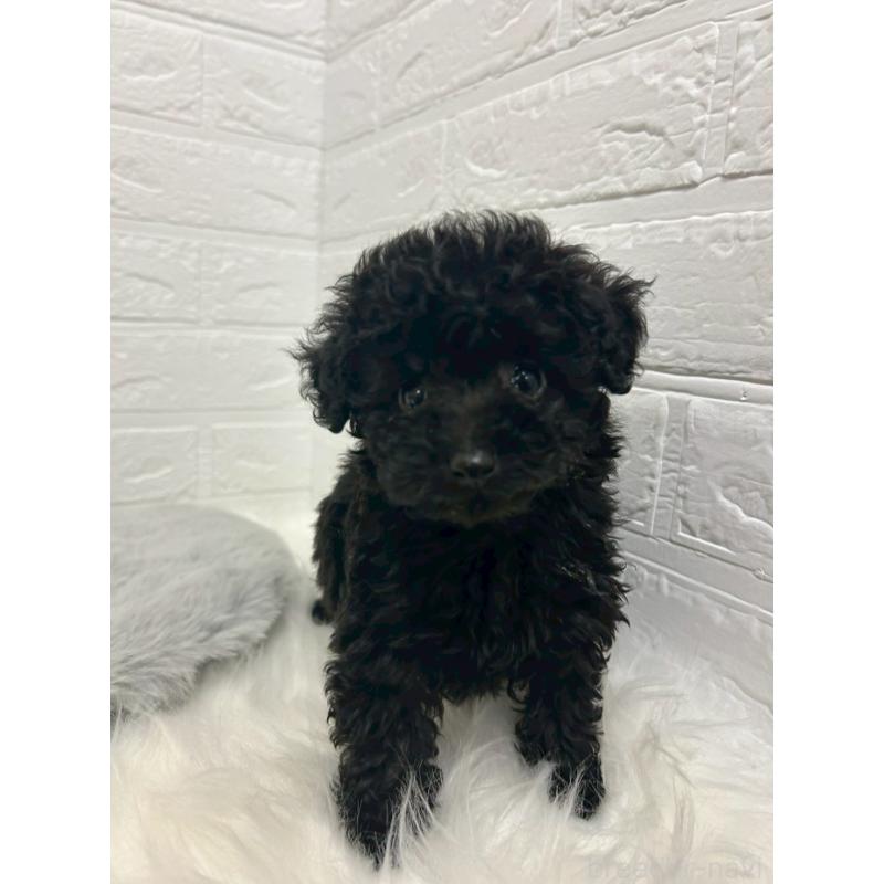 販売中の岡山県のタイニープードル-433625の7枚目