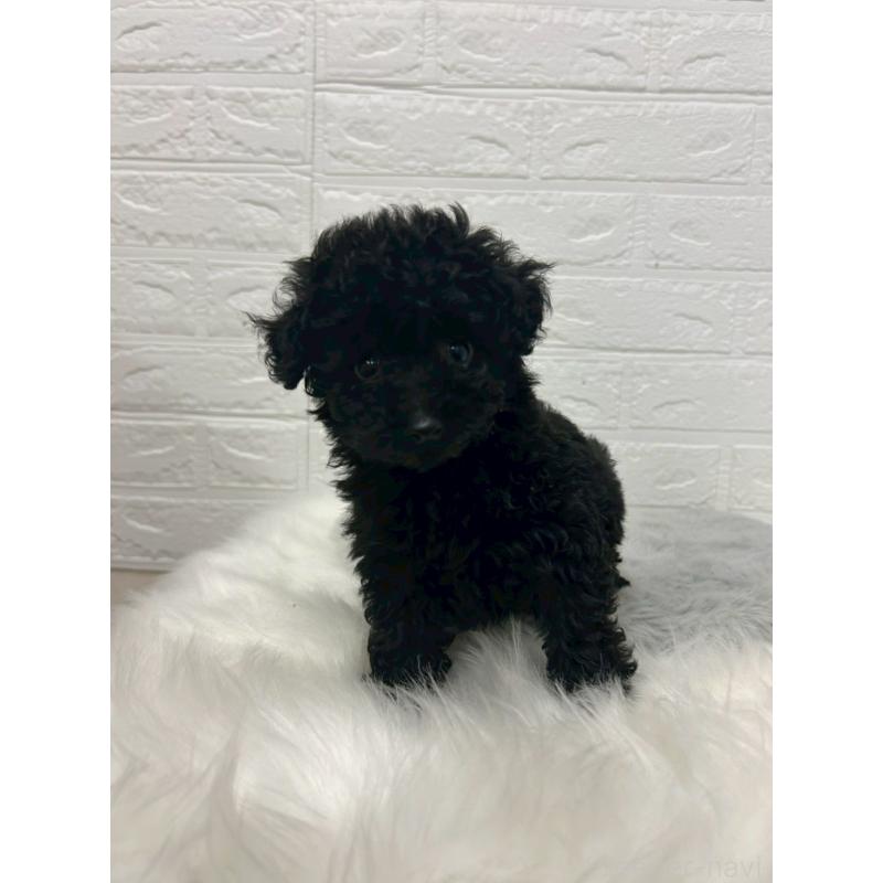 販売中の岡山県のタイニープードル-433625の6枚目