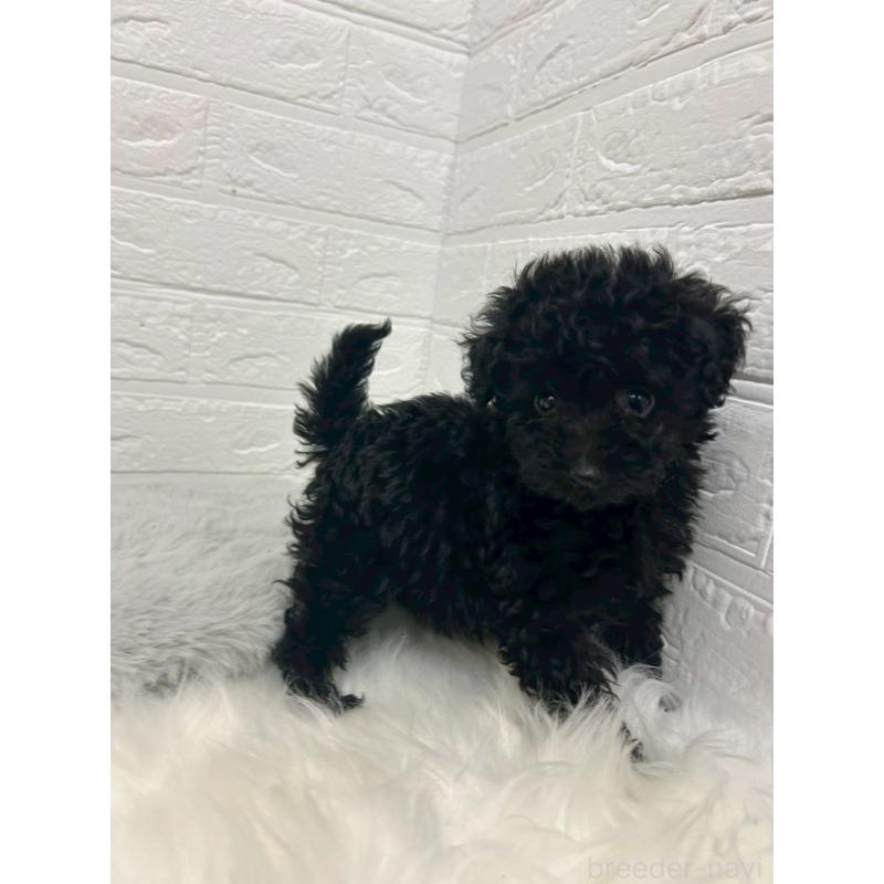 販売中の岡山県のタイニープードル-433625の5枚目