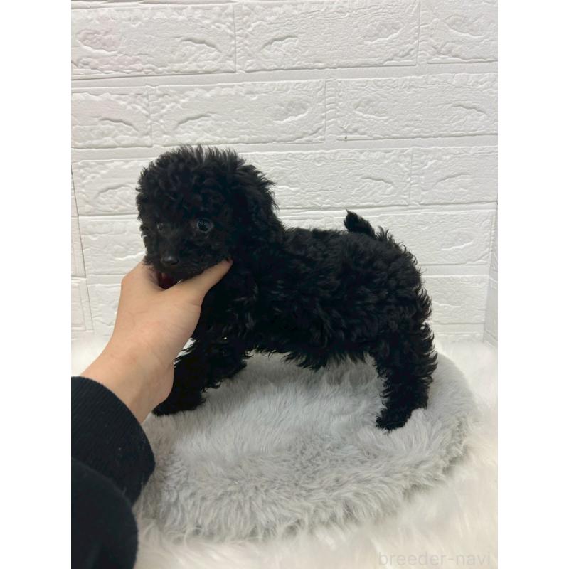 販売中の岡山県のタイニープードル-433625の4枚目