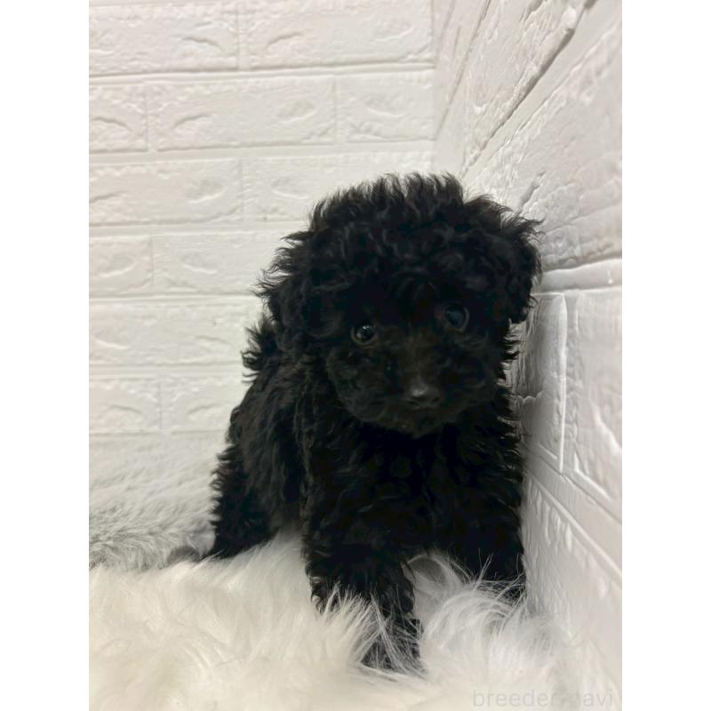 販売中の岡山県のタイニープードル-433625の3枚目