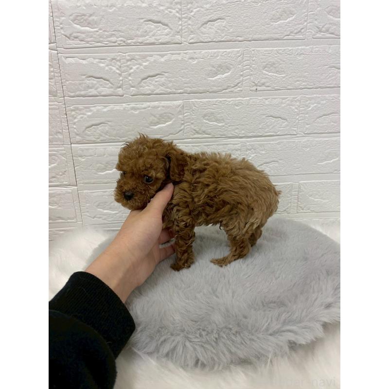 販売中の岡山県のタイニープードル-433626の10枚目