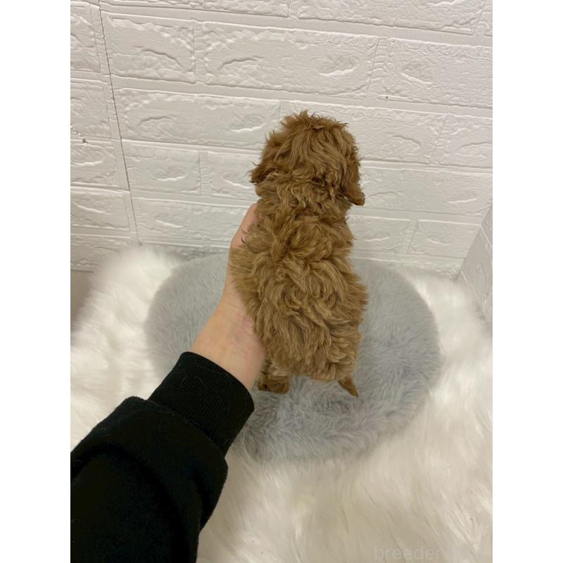 販売中の岡山県のタイニープードル-433626の9枚目