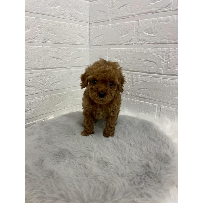 販売中の岡山県のタイニープードル-433626の8枚目