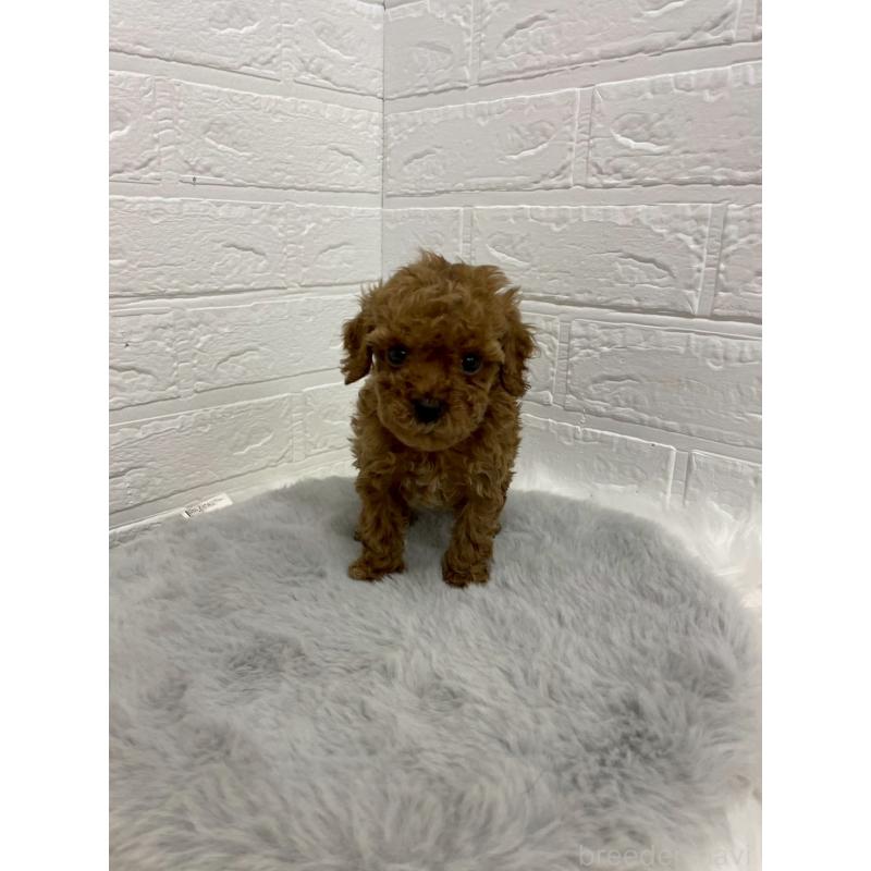 販売中の岡山県のタイニープードル-433626の7枚目