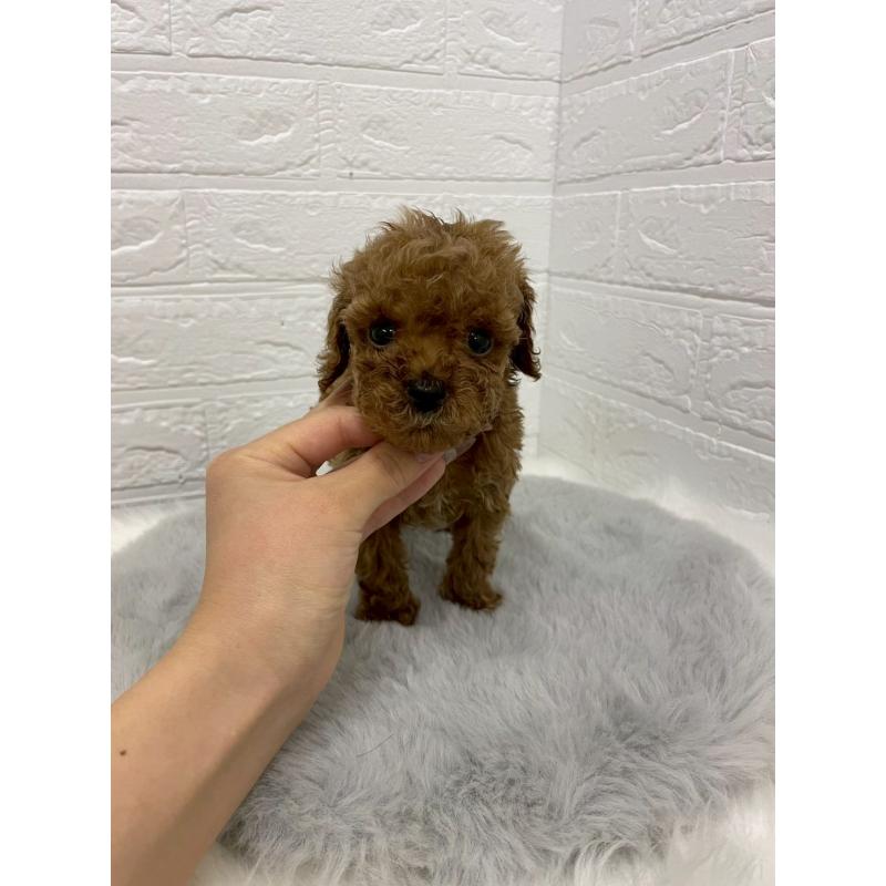 販売中の岡山県のタイニープードル-433626の6枚目