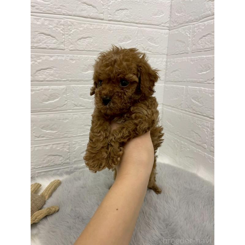 販売中の岡山県のタイニープードル-433626の5枚目