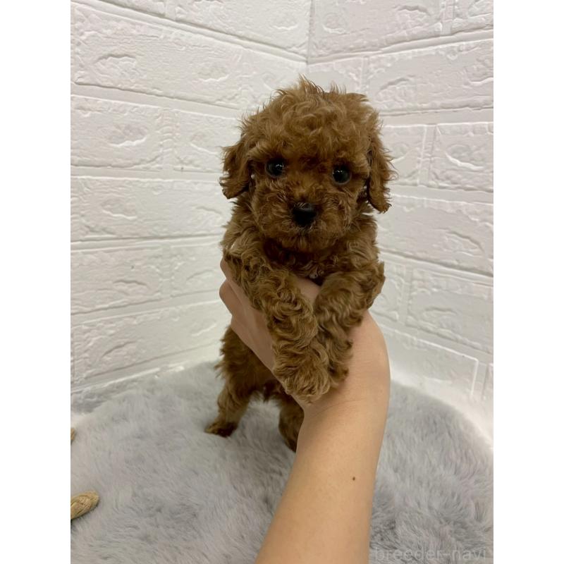 販売中の岡山県のタイニープードル-433626の4枚目