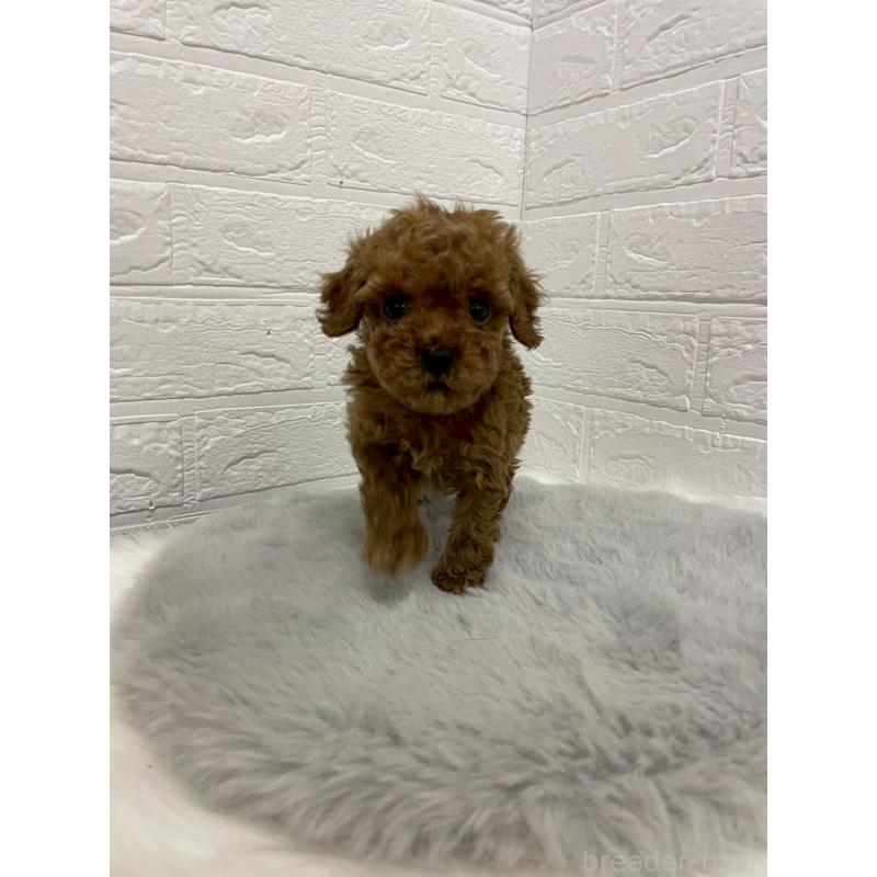 販売中の岡山県のタイニープードル-433626の3枚目