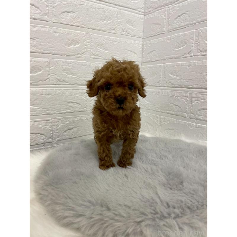 販売中の岡山県のタイニープードル-433626の2枚目