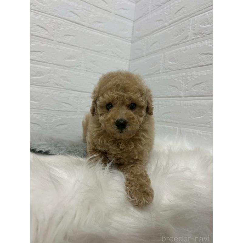 販売中の岡山県のタイニープードル-433627の12枚目