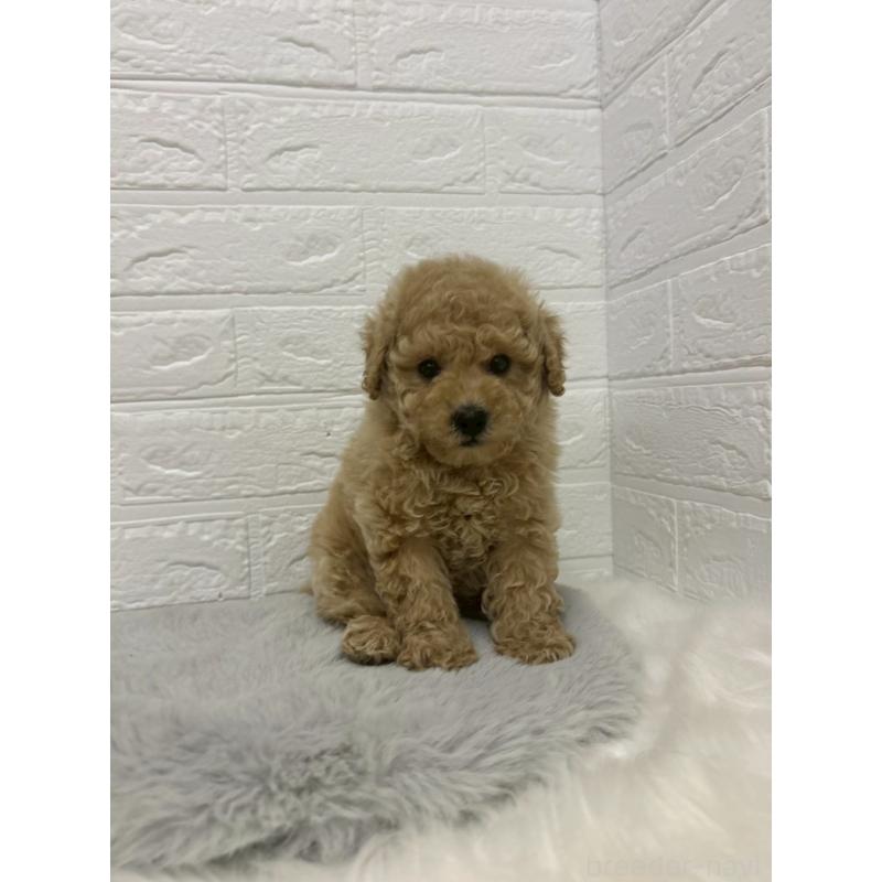 販売中の岡山県のタイニープードル-433627の10枚目