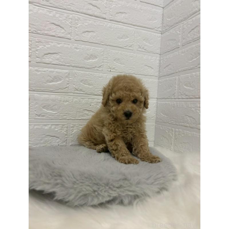 販売中の岡山県のタイニープードル-433627の9枚目