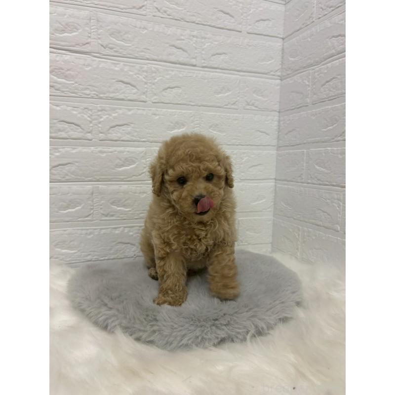 販売中の岡山県のタイニープードル-433627の8枚目