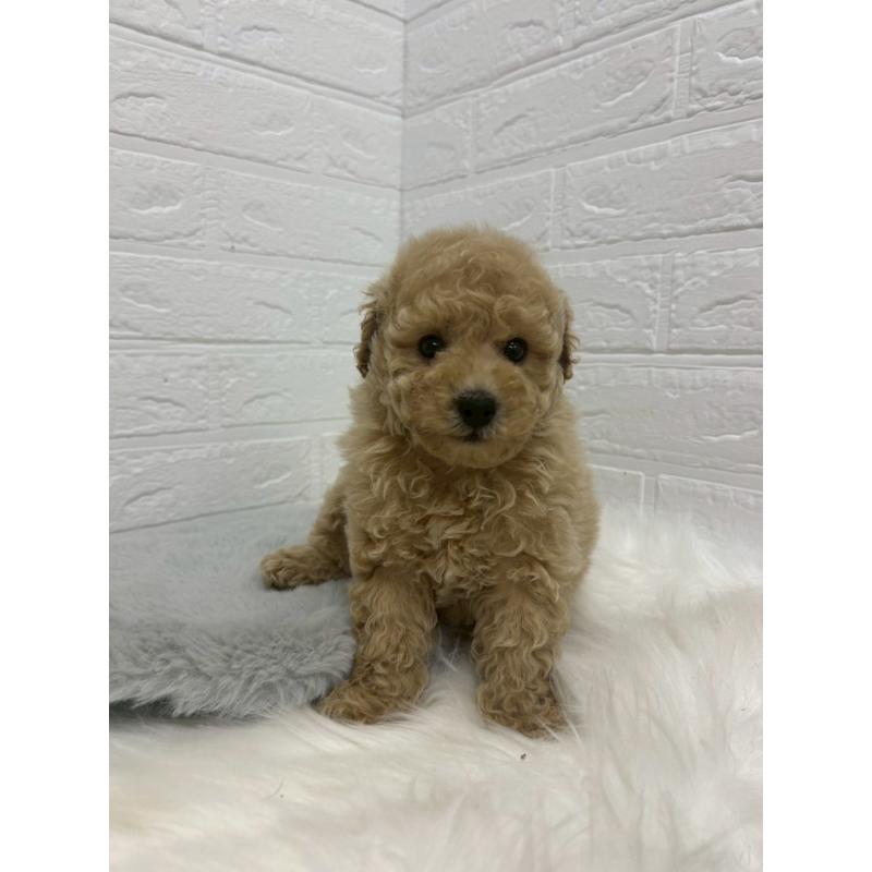 販売中の岡山県のタイニープードル-433627の6枚目