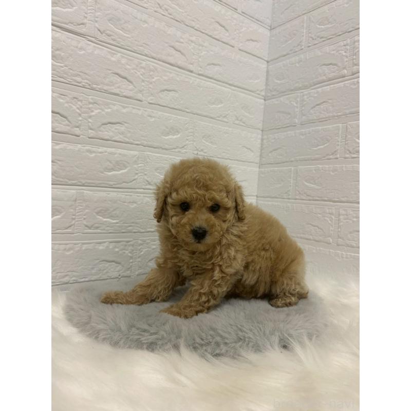 販売中の岡山県のタイニープードル-433627の4枚目