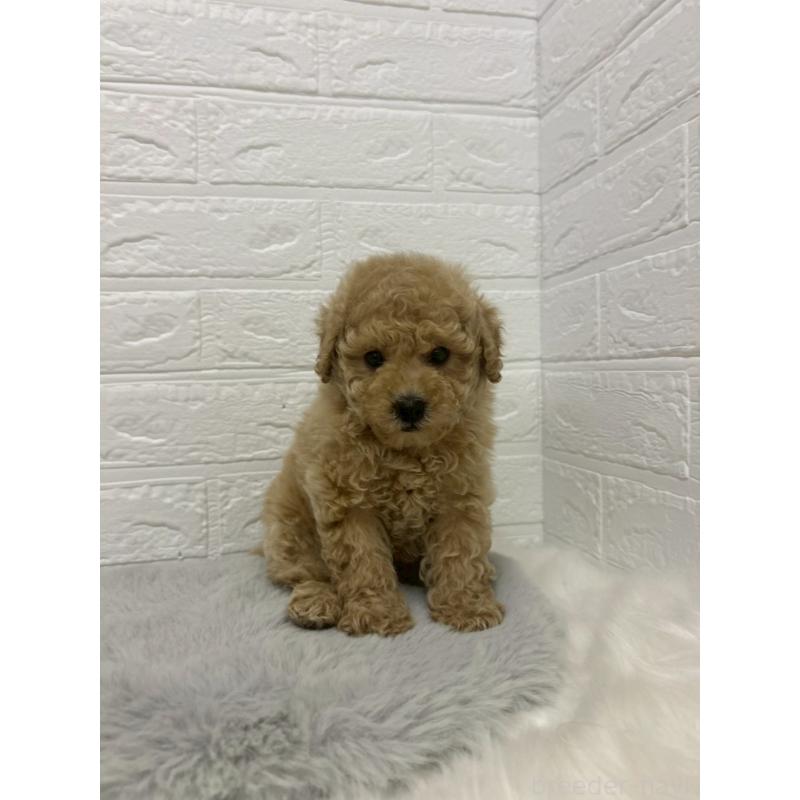 販売中の岡山県のタイニープードル-433627の3枚目