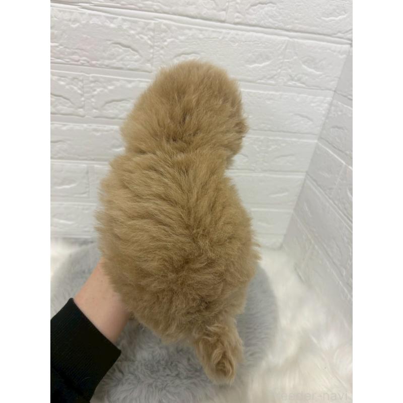 販売中の岡山県のタイニープードル-433627の2枚目