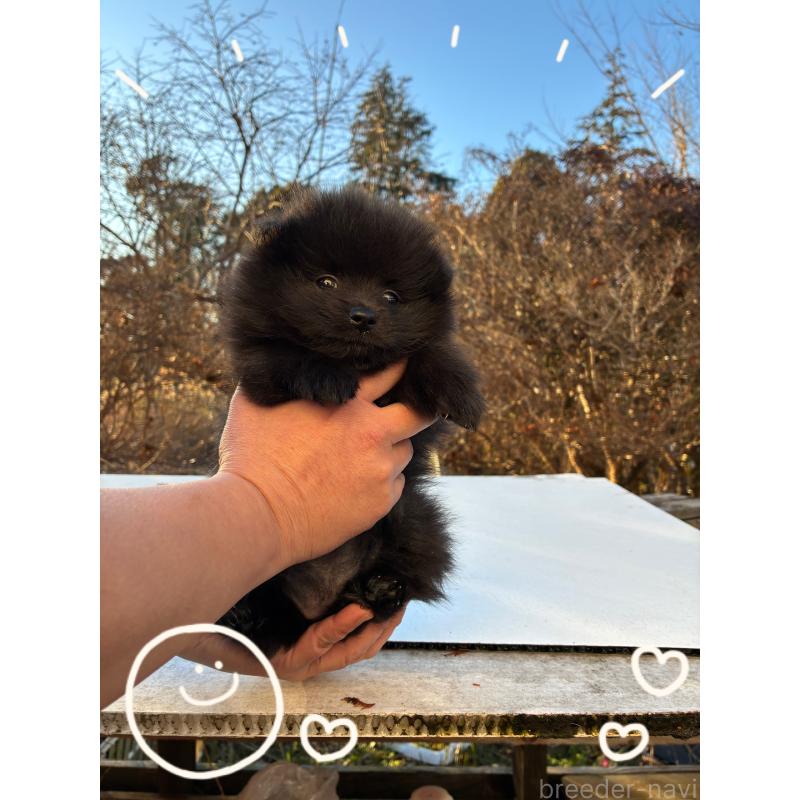 販売中の千葉県のポメラニアン-433629の3枚目