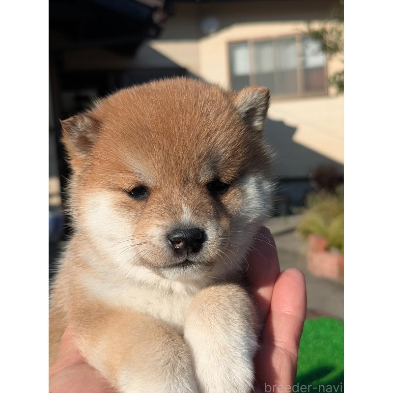 成約済の鹿児島県の豆柴-428236の7枚目