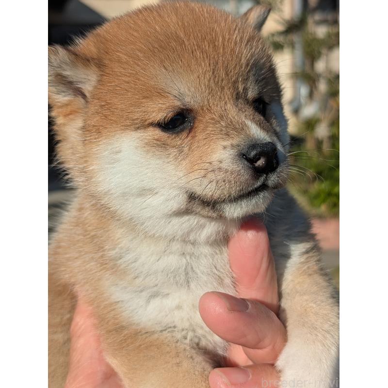 成約済の鹿児島県の豆柴-428236の6枚目