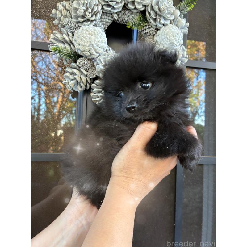 販売中の千葉県のポメラニアン-433629の2枚目