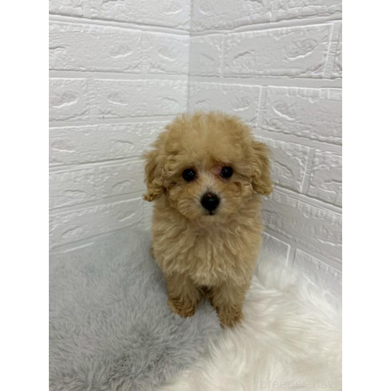 販売中の岡山県のタイニープードル-433628の11枚目