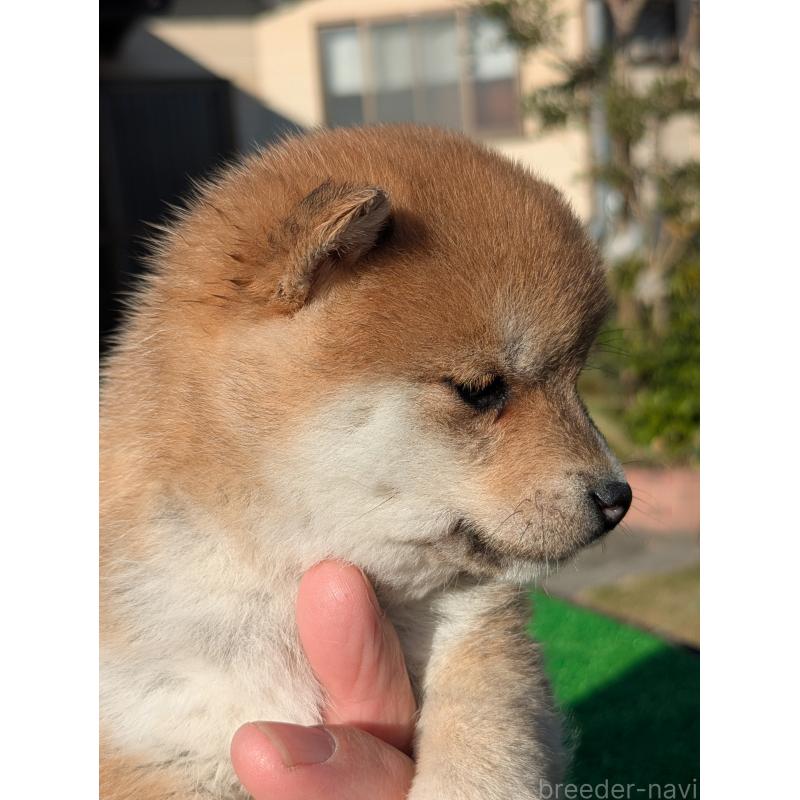 成約済の鹿児島県の豆柴-428236の5枚目