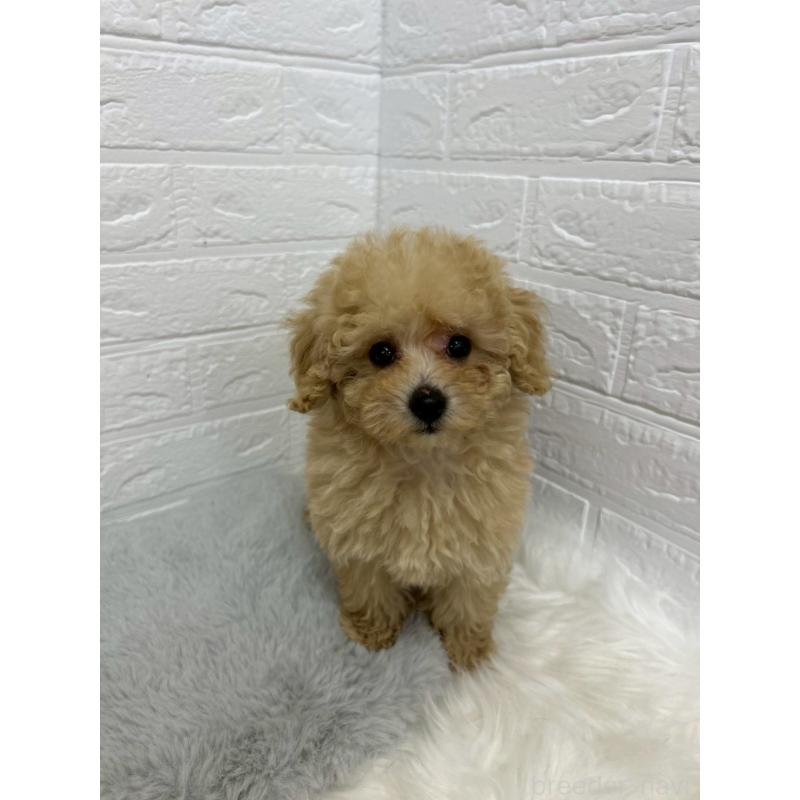 販売中の岡山県のタイニープードル-433628の10枚目